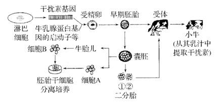 基因工程技術的突破 利用微生物規模化生產干擾素